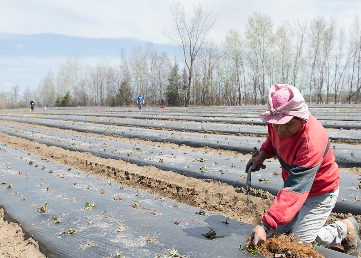 Canada's temporary migrant workers deskilled, living in precarity, study says